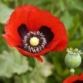 Red Opium Poppy Seeds HB190-100_Base
