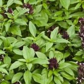 Siam Queen Basil Seeds HB14-100_Base