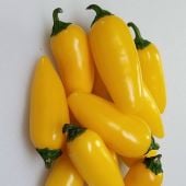 NuMex Lemon Spice Jalapeno Pepper Seeds HP2427-20_Base