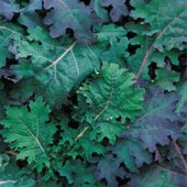 Red Russian Kale Seeds KL2-250_Base