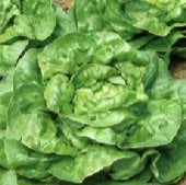 All Year Round Lettuce Seeds LC45-250_Base
