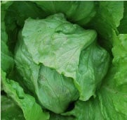 Great Lakes 118 Lettuce Seeds LC17-250_Base