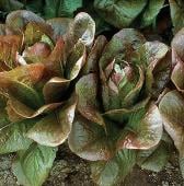 Petite Rouge Lettuce Seeds LC58-250_Base