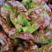 Prizehead Lettuce Seeds LC6-250_Base