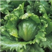 Webb's Wonderful Lettuce Seeds LC42-250_Base
