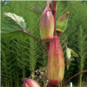 Hill Country Red Okra Seeds OK14-20_Base
