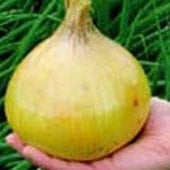 Ailsa Craig Exhibition Onion Seeds ON1-50_Base
