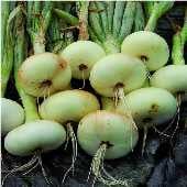 Borettana Cipolloni Onion Seeds ON32-100_Base
