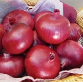 Chianti Onion Seeds ON51-50_Base