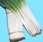 Ishikura Improved Bunching Onion Seeds ON5-100_Base