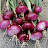 Red Weathersfield Onion Seeds ON26-50_Base