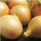 Walla Walla Onion Seeds ON16-50_Base