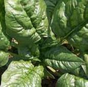 Bloomsdale Long Standing Spinach Seeds SN1-50_Base
