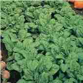 Early Hybrid No 7 Spinach Seeds SN9-250_Base