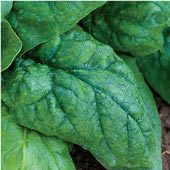 Giant Nobel Spinach Seeds SN8-250_Base