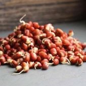 Adzuki Sprouting Bean Seeds SS10-50_Base