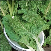 Fordhook Giant Swiss Chard Seeds SW2-50_Base