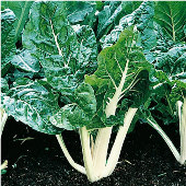Lucullus Swiss Chard Seeds SW3-50_Base