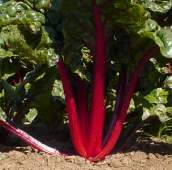 Ruby Red Swiss Chard Seeds SW10-50_Base