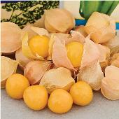 Aunt Molly's Ground Cherry Seeds TL9-50_Base