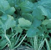 All Top Turnip Seeds TP8-100_Base