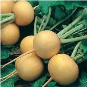 Golden Ball Turnip Seeds TP4-100_Base