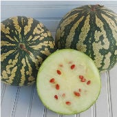Citron Red Watermelon Seeds WM16-20_Base