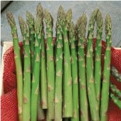 Jersey Giant Asparagus AS3-20