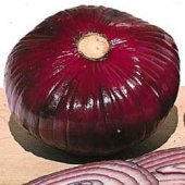 Giant Red Hamburger Onion Seeds ON9-50_Base