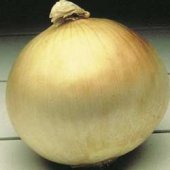 Texas Early Grano Onion Seeds ON13-100_Base