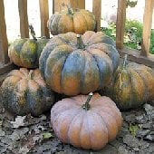 Musquee de Provence Pumpkin Seeds PM50-10_Base