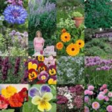 Show products in category Flowers Picture for category Flowers