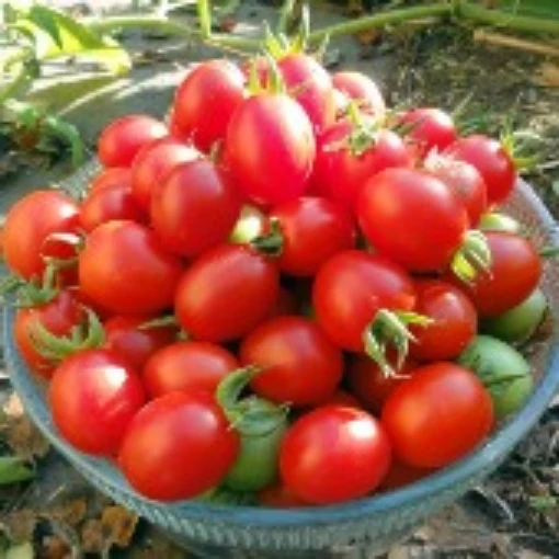 A Grappoli Corbarino Tomato TM307-20