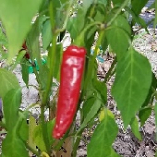 Achar Peppers HP320-10