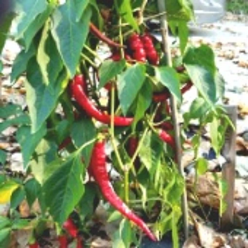 Aci Sivri Peppers HP321-10