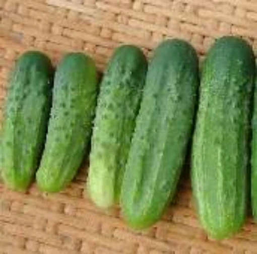 Addis Cucumbers CU1-20