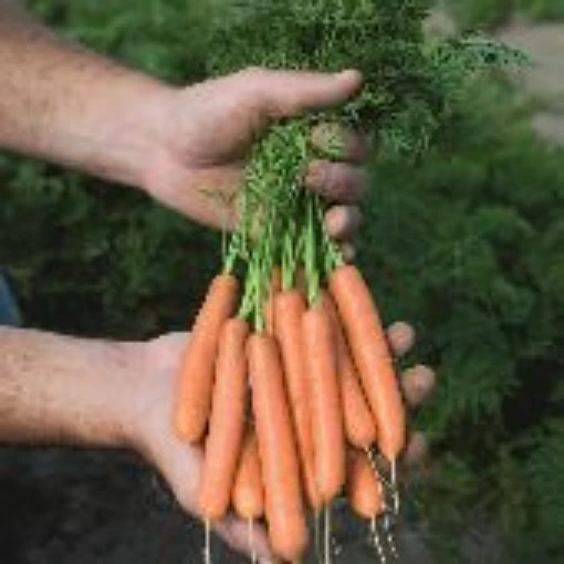 Adelaide Carrots CT38-250