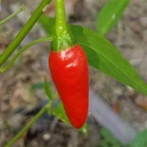 African Pequin Hot Peppers HP1-10