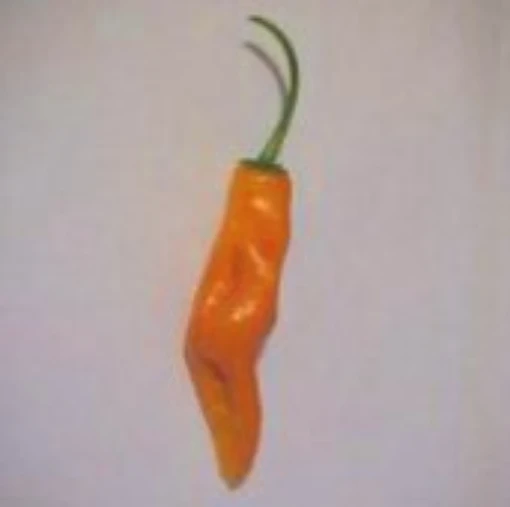 Aji Amarillo Peppers (Strain 1) HP1207-10