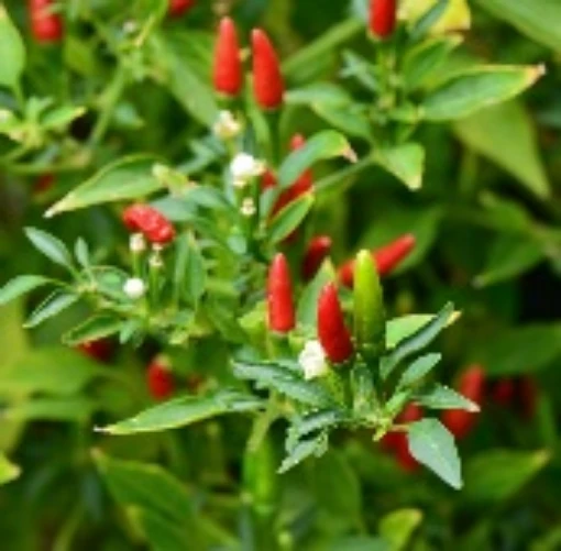 Aji Caballero Peppers HP964-10