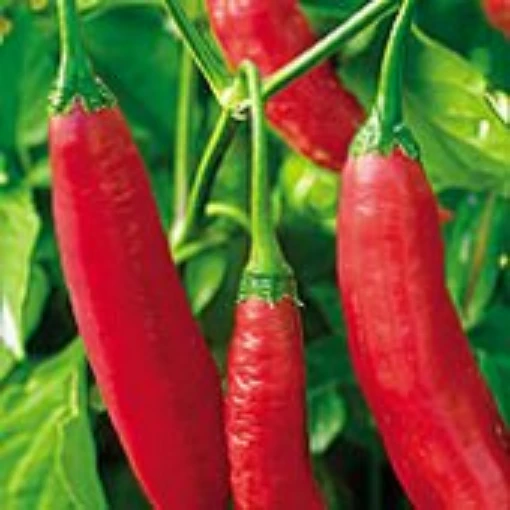 Aji Colorado Peppers HP22-10