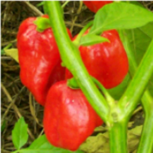 Aji Dulce Peppers (Strain 6) HP6-10