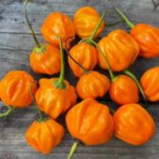 Aji Orange Hot Peppers HP472-20