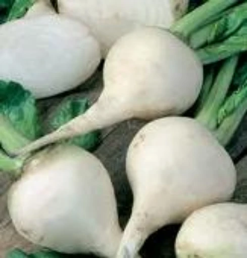 Albino Beets BT6-50