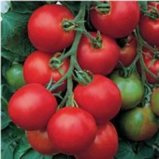 Amish Salad Tomato TM144-20