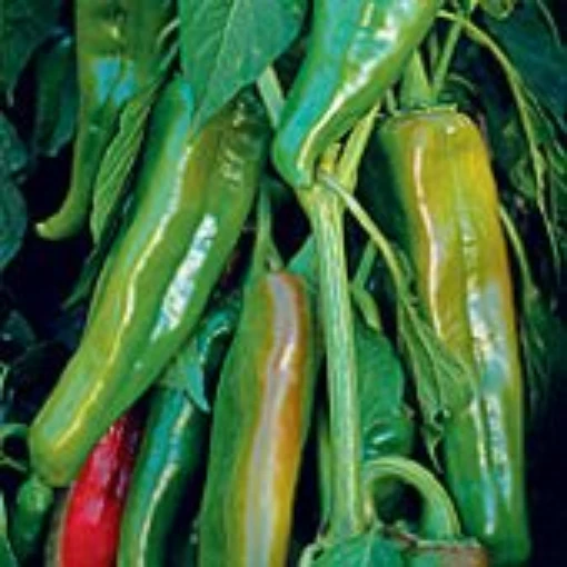 Anaheim Peppers HP302-20