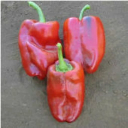 Ancho Ranchero Peppers HP12-20