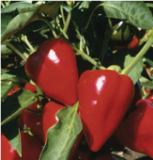 Apple Peppers SP4-10