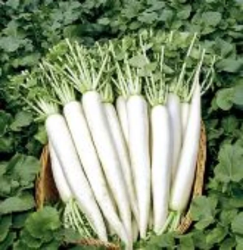 April Cross Radishes RD28-50