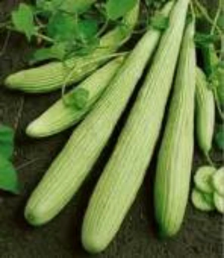 Armenian Yard Long Cucumbers CU53-20